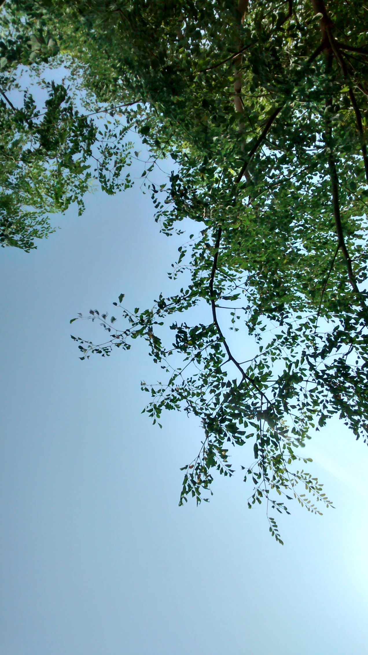 IMG_20151017_115548633_HDR